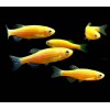 Danio orange